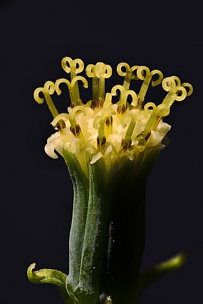 Photography Technics macro Nature Flowers Plants post production Processing & effects