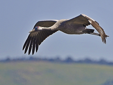 animals Birds Israel North Israel