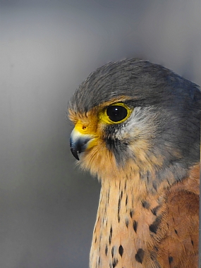 animals Birds Israel North Israel
