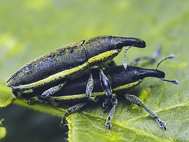 animals Insects Nature Plants Israel North Israel