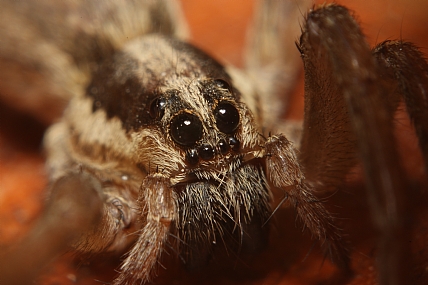animals Spiders