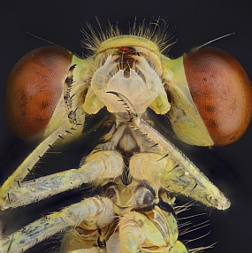 Photography Technics macro animals Insects post production Processing & effects