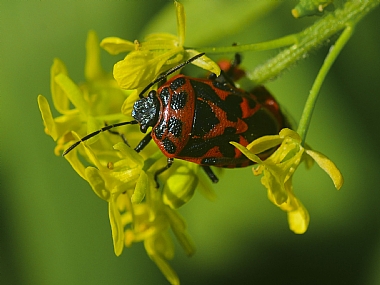 Photography Technics macro animals Insects Nature Flowers Israel North Israel