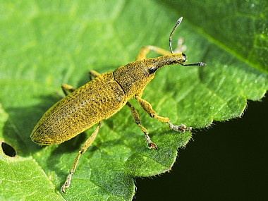 animals Insects Nature Plants Israel North Israel