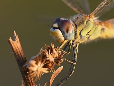 Photography Technics macro animals Insects Nature Plants Israel North Israel