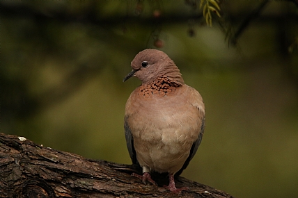 animals Birds Poultry