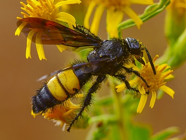 Photography Technics macro animals Insects Nature Flowers Plants Israel North Israel