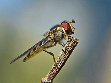 Photography Technics macro animals Insects Israel North Israel