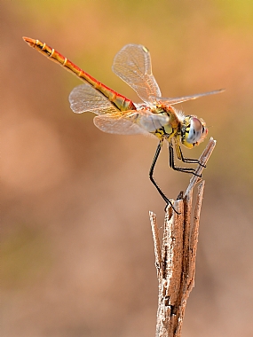 Photography Technics macro animals Insects Israel North Israel