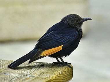 animals Birds Israel Dead Sea