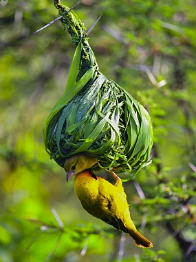 animals Birds Nature Plants World & Travel Africa