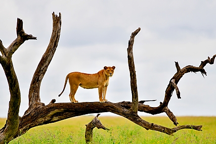 animals Cats Nature landscape Plants World & Travel Africa