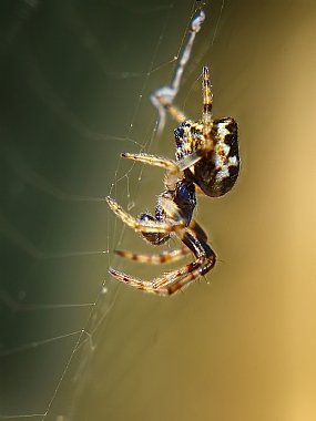 Photography Technics macro animals Spiders Israel North Israel