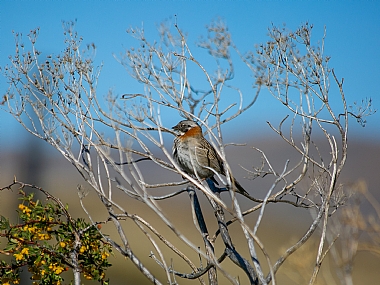 Photo by: Meir Cahana