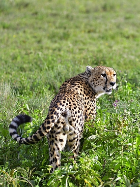 animals Cats Mammals Nature Plants World & Travel Africa