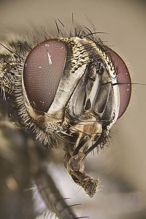 Photography Technics macro animals Insects post production Processing & effects