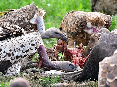 animals Birds Poultry World & Travel Africa