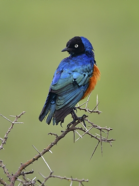 animals Birds World & Travel Africa