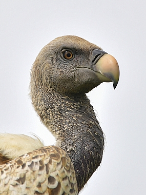 animals Birds World & Travel Africa