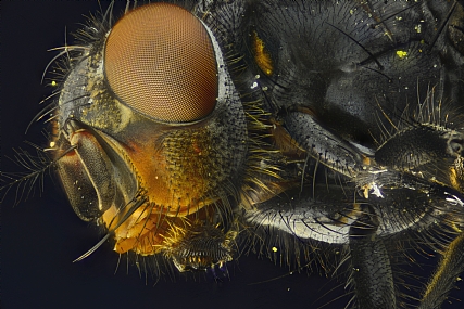 Photography Technics macro animals Insects Israel North Israel post production Processing & effects