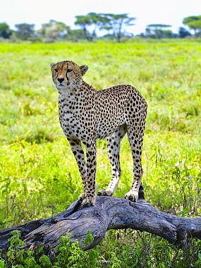 animals Cats Mammals Nature Plants World & Travel Africa