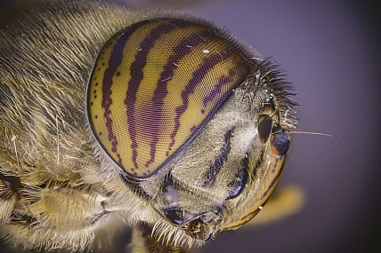 Photography Technics macro animals Insects post production Processing & effects