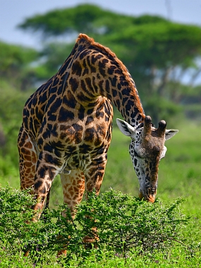 animals Mammals Nature Plants World & Travel Africa