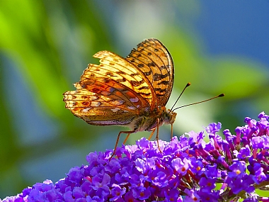 Photography Technics macro animals Butterflies Nature Flowers