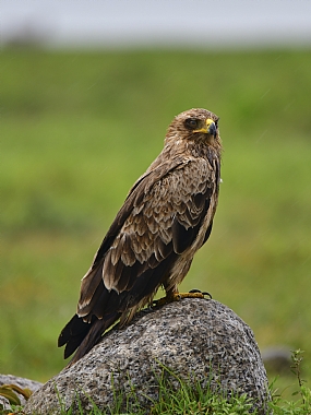 animals Birds World & Travel Africa