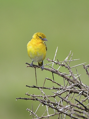 animals Birds Nature Plants World & Travel Africa