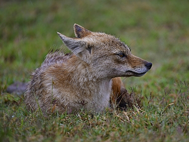 animals Mammals Nature Plants World & Travel Africa