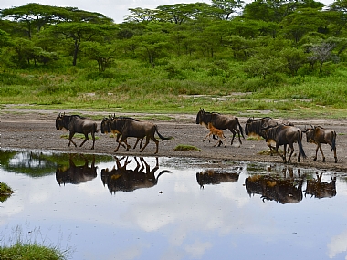 animals Mammals Nature landscape Trees Lakes & Rivers World & Travel Africa