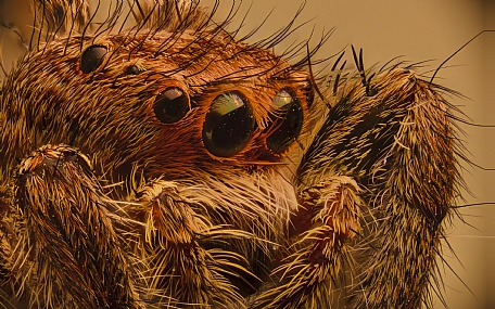 Photography Technics macro animals Spiders post production Processing & effects