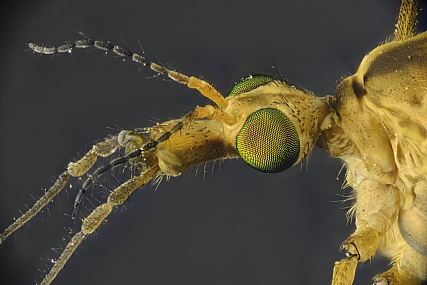 Photography Technics macro animals Insects post production Processing & effects