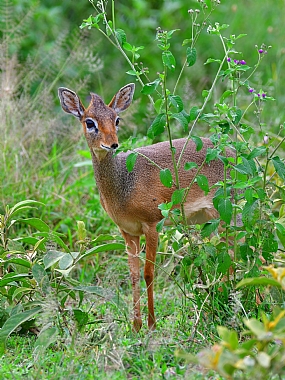 animals Mammals Nature Plants World & Travel Africa