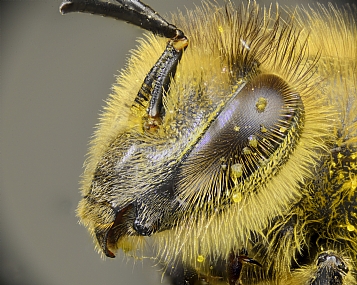 Photography Technics macro animals Bees post production Processing & effects