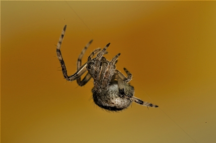 animals Spiders
