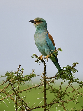 animals Birds Nature Plants World & Travel Africa