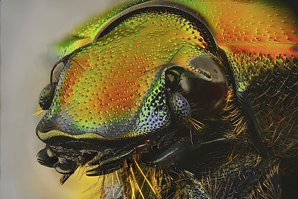 Photography Technics macro animals Insects post production Processing & effects