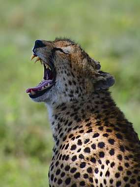 animals Mammals World & Travel Africa