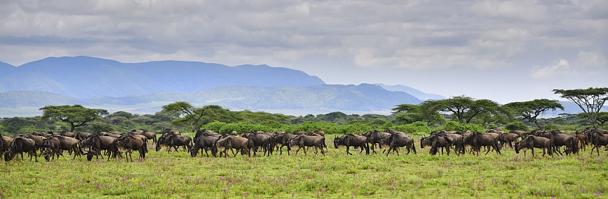 animals Mammals Nature landscape Trees Flowers Plants World & Travel Africa