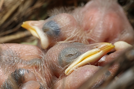 animals Birds Poultry