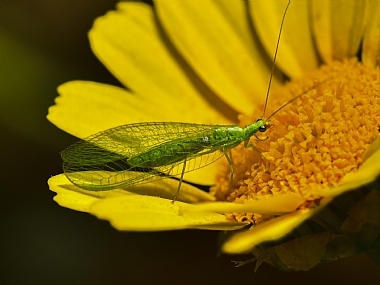 Photography Technics macro animals Insects Nature Flowers Israel North Israel
