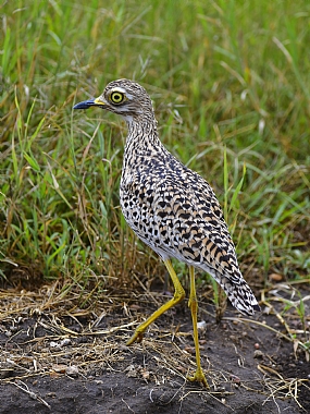 animals Birds Nature Plants World & Travel Africa