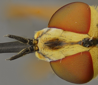 Photography Technics macro animals Insects post production Processing & effects