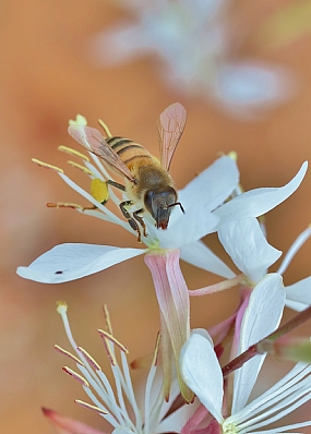 animals Bees Nature Flowers