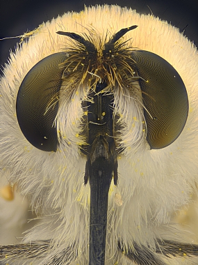 Photography Technics macro animals Insects Israel North Israel post production Processing & effects