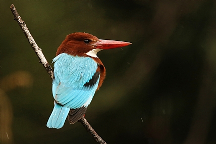 animals Birds Poultry