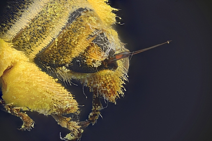 Photography Technics macro animals Insects Bees