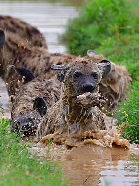 animals Mammals Nature water World & Travel Africa